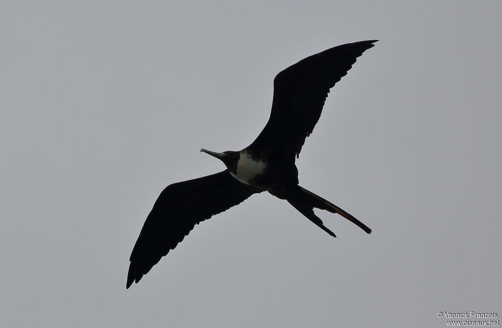 Magnificent Frigatebird female adult, aspect, Flight