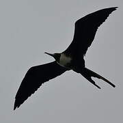 Magnificent Frigatebird