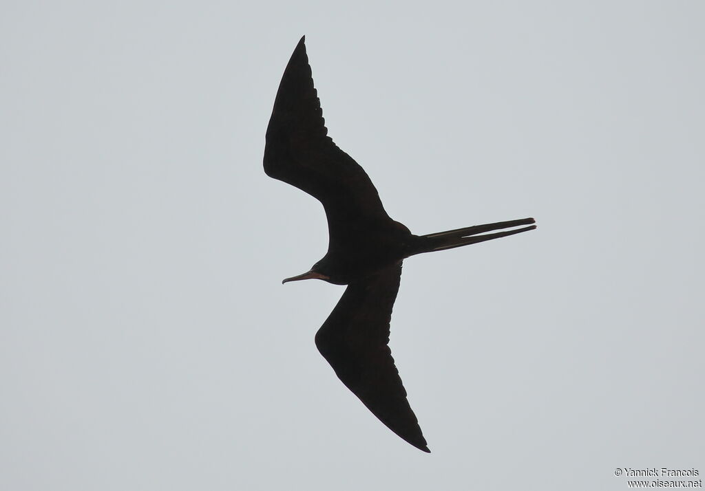 Magnificent Frigatebird male adult, aspect, Flight