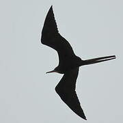 Magnificent Frigatebird