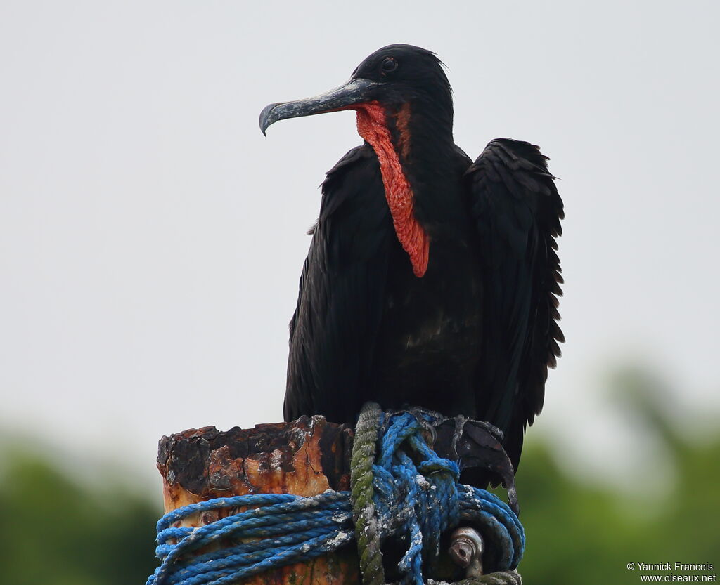 Magnificent Frigatebird male adult, identification, aspect