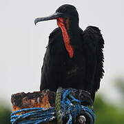 Magnificent Frigatebird