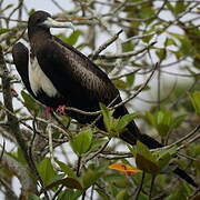 Magnificent Frigatebird