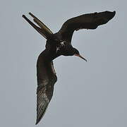 Magnificent Frigatebird