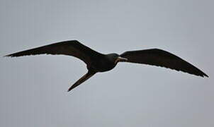 Magnificent Frigatebird