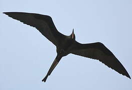 Magnificent Frigatebird