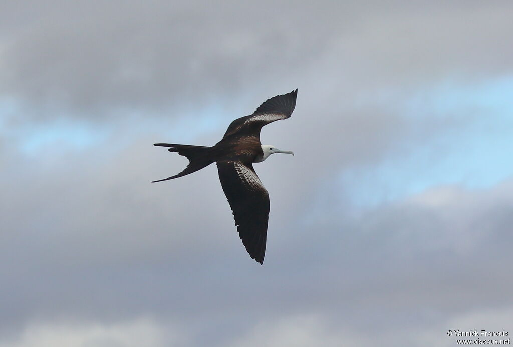 Magnificent Frigatebirdjuvenile, aspect, Flight