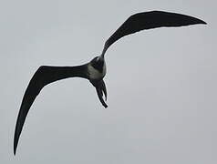 Magnificent Frigatebird