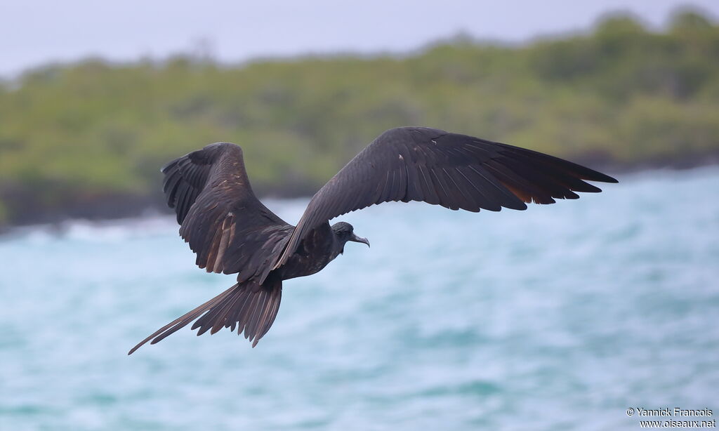 Magnificent Frigatebird male adult, aspect, Flight