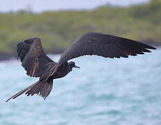 Magnificent Frigatebird