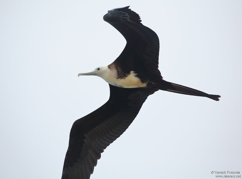 Magnificent Frigatebirdimmature, identification, aspect