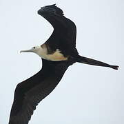 Magnificent Frigatebird