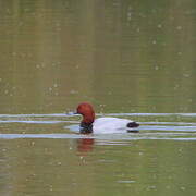 Common Pochard