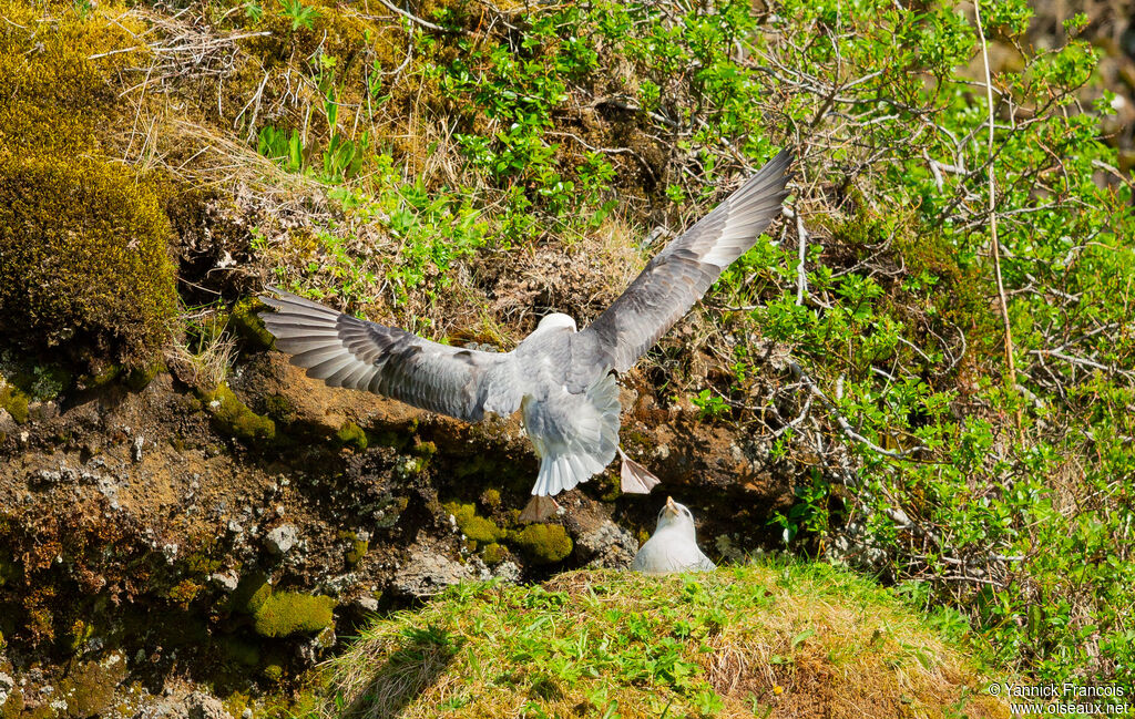 Northern Fulmaradult, aspect, Flight, Reproduction-nesting