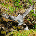 Fulmar boréal