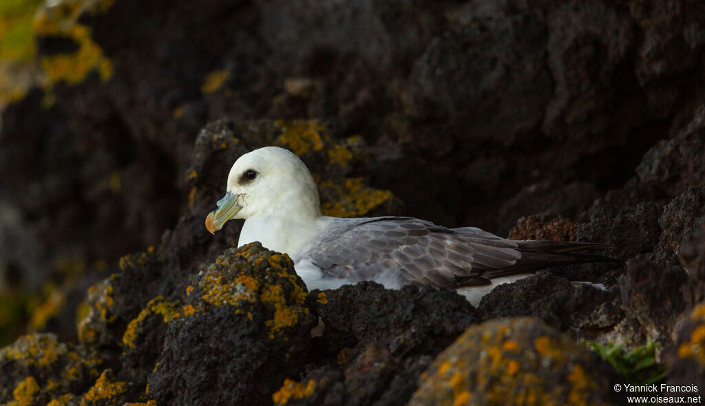 Fulmar boréaladulte, identification, composition, Nidification
