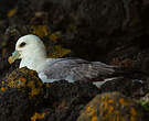 Fulmar boréal