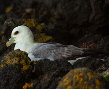 Northern Fulmar