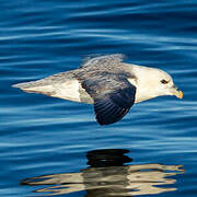 Northern Fulmar