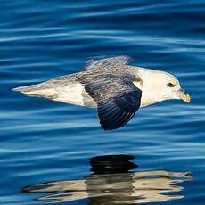 Fulmar boréal
