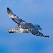 Northern Fulmar