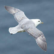 Fulmar boréal
