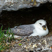 Fulmar boréal