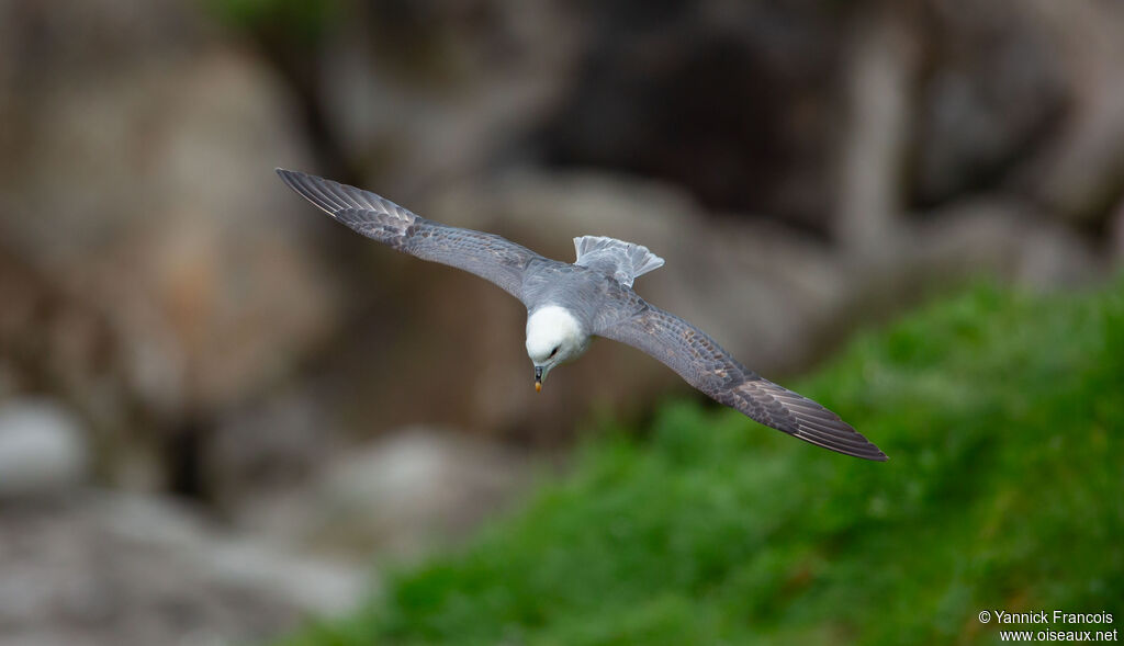 Fulmar boréaladulte, composition, Vol