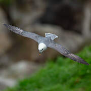 Fulmar boréal