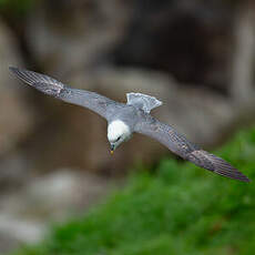Fulmar boréal