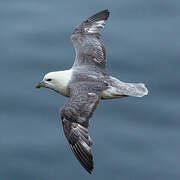 Fulmar boréal