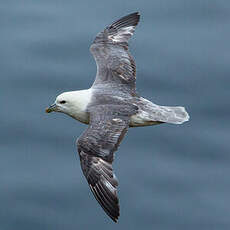 Fulmar boréal