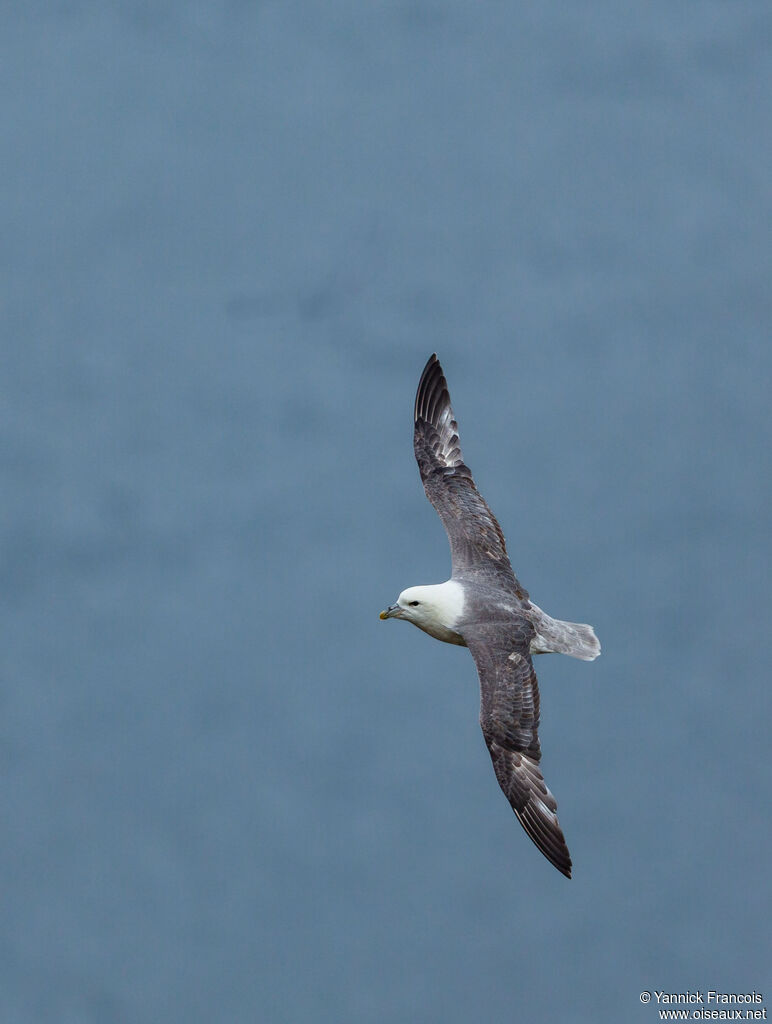 Fulmar boréaladulte, composition, Vol