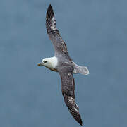 Fulmar boréal