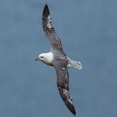 Fulmar boréal
