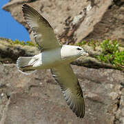 Northern Fulmar