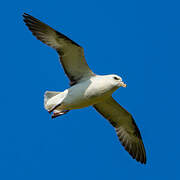 Northern Fulmar