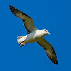 Fulmar boréal