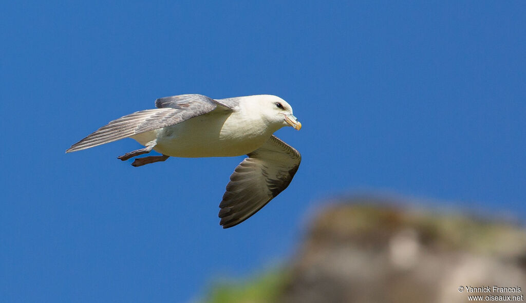Northern Fulmaradult, aspect, Flight