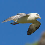 Northern Fulmar