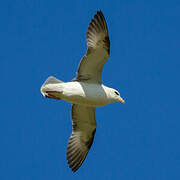 Northern Fulmar
