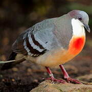 Luzon Bleeding-heart