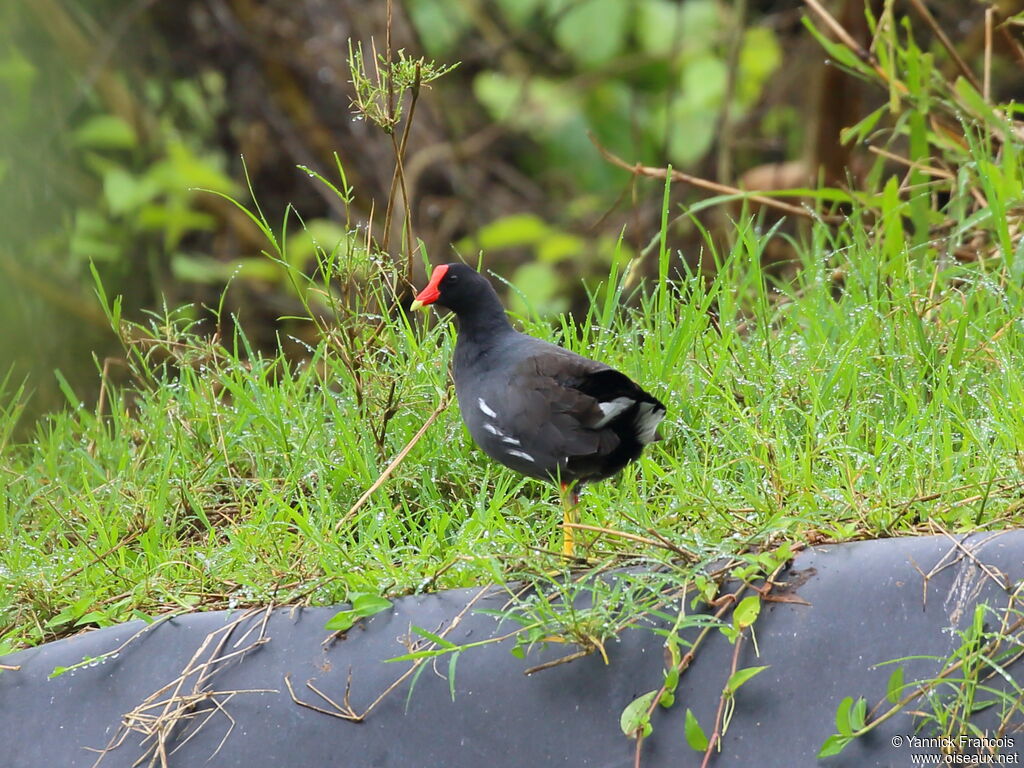 Common Gallinuleadult, habitat, aspect