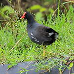 Gallinule d'Amérique