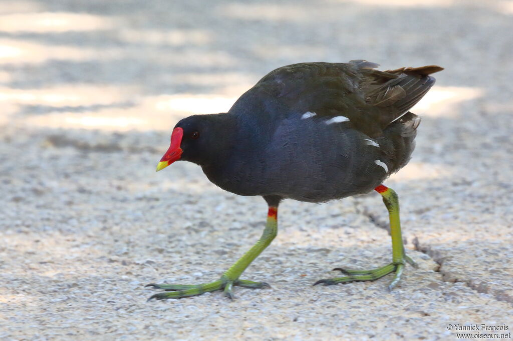 Common Moorhenadult, identification, aspect