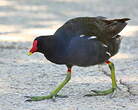 Gallinule poule-d'eau