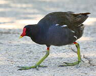 Gallinule poule-d'eau