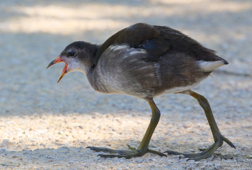 Common Moorhenimmature, identification, aspect