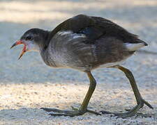 Gallinule poule-d'eau