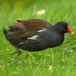 Gallinule poule-d'eau